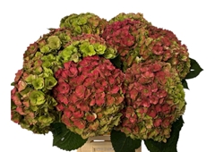 Hydrangea Royal Kiss Classic 65cm 18-20cm Hd