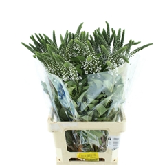 Lysimachia Clethroides 70cm
