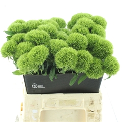 Dianthus Barb Kiwi Mellow 45cm