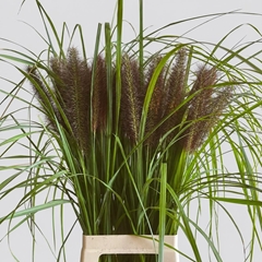 Pennisetum Moudry 80cm