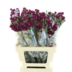 Dianthus Spray Purple Spectro 65cm
