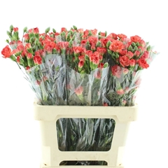 Dianthus Spray Uchuva 65cm