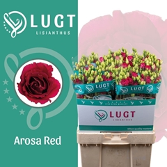 Eustoma Double Arosa Red 70cm