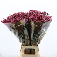Limonium Sinense Tiffany Diamond 80cm 35gr.