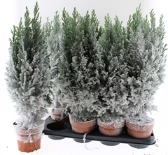 Chamaecyparis Ellwoodii 13Ø 55cm