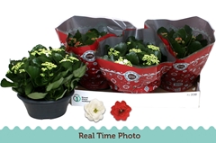 Kalanchoe Double Mix 23Ø 25cm