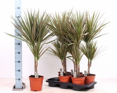 Dracaena Bicolor 17Ø 100cm
