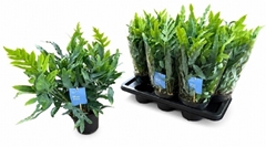 Phlebodium Blue Star 14Ø 40cm