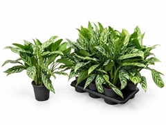 Aglaonema Stripes 17Ø 65cm