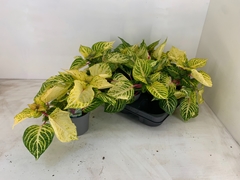Iresine Rich Goldstar 13Ø 23cm