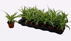 Chlorophytum Variegatum 8Ø 17cm