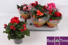 Begonia Double Mix 13Ø 30cm