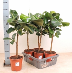 Ficus Cloe 19Ø 80cm