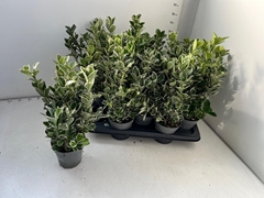 Euonymus Kathy 13Ø 35cm
