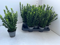 Euonymus Green Spire 13Ø 50cm