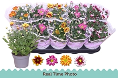 Chrysanth Mix Flower 12Ø 25cm