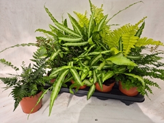 Ferns Mix 12Ø 30cm