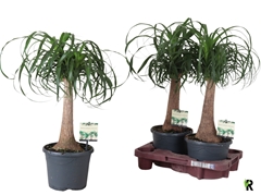 Beaucarnea Recurvata 19Ø 60cm