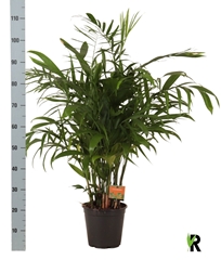 Chamaedorea Seifrizii 21Ø 105cm