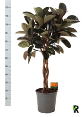 Ficus Burgundy 27Ø 130cm