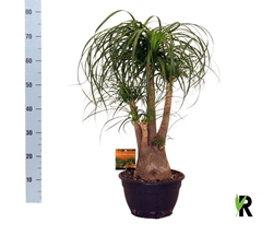 Beaucarnea Recurvata 26Ø 80cm