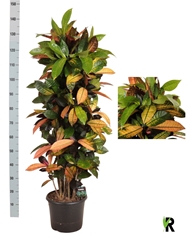 Codiaeum Small Leaf Mrs Iceton 30Ø 145cm