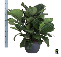 Ficus Lyrata 30Ø 75cm
