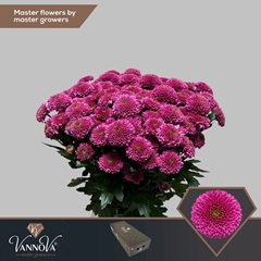 Chrysanth Santini Antonelli 55cm 56gr.