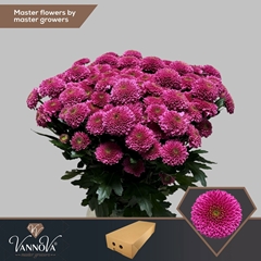 Chrysanth Santini Antonelli 55cm 56gr.