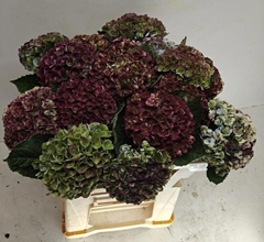 Hydrangea Revolution Classic 50cm 10-12cm Hd