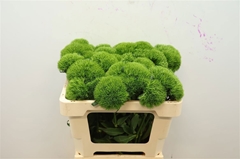 Dianthus Barb Kiwi Mellow 50cm