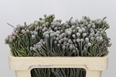 Brunia Laevis 50cm