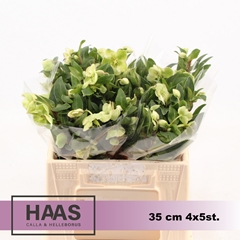 Helleborus Magnificent Bells 35cm