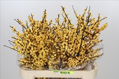 Ilex Magical Citronella 80cm
