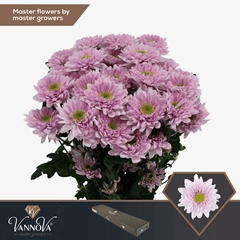 Chrysanth Spray Commander Pink 70cm 90gr.