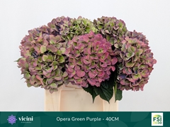 Hydrangea Royal Opera Classic 40cm 14-16cm Hd