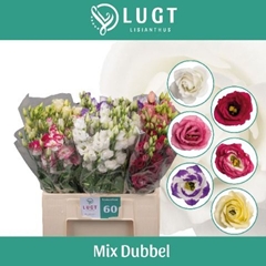 Eustoma Double Mix 65cm