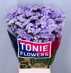 Limonium Sinuatum Donau Birds 75cm 85gr.