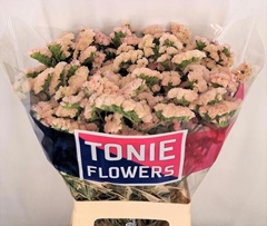 Limonium Sinuatum Apricot Sun Birds 75cm 40gr.