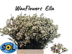 Chamelaucium Ella 70cm 30gr.