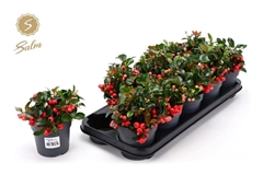 Gaultheria Ciao Bella Red 12Ø 25cm