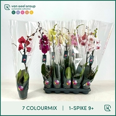 Phalaenopsis Mix 12Ø 75cm 1st