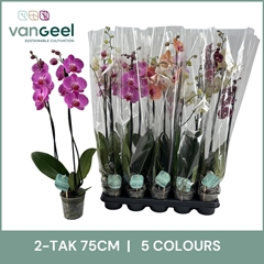 Phalaenopsis Mix 5 Colours 12Ø 75cm 2st
