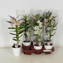 Dendrobium Nobile Cultivars 12Ø 45cm 1st