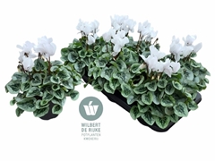 Cyclamen Midi Super Serie Rembrandt 12Ø 25cm