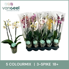Phalaenopsis Mix 5 Colours 12Ø 55cm 3st