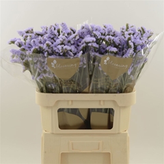 Limonium Sinuatum Donau Birds 80cm 55gr.