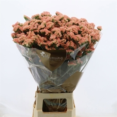 Limonium Sinuatum Peach Wings 80cm 35gr.