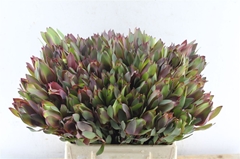 Leucadendron Senorita 40cm