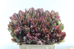 Leucadendron Senorita 40cm Spray